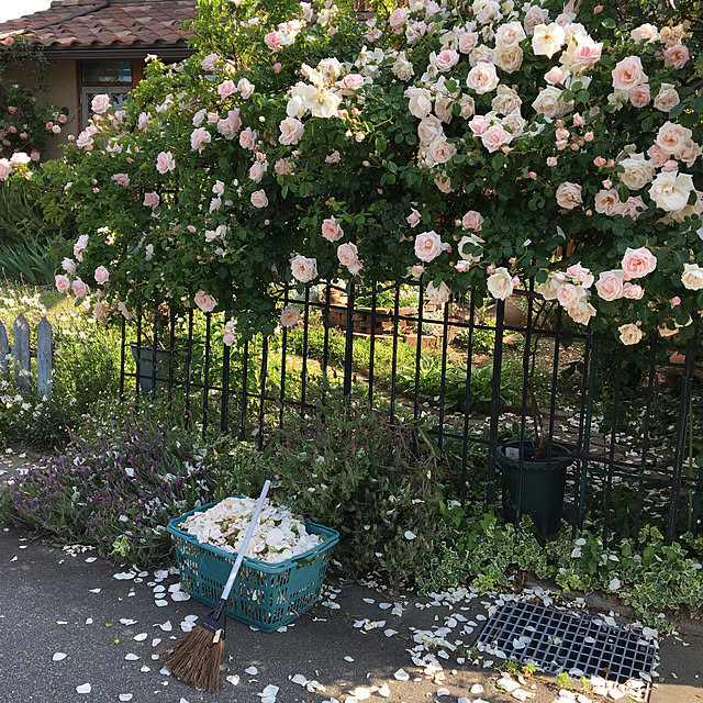 shigimiさんの実例写真
