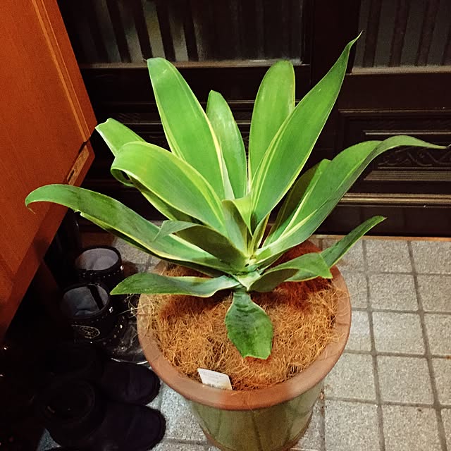 risaponさんの実例写真