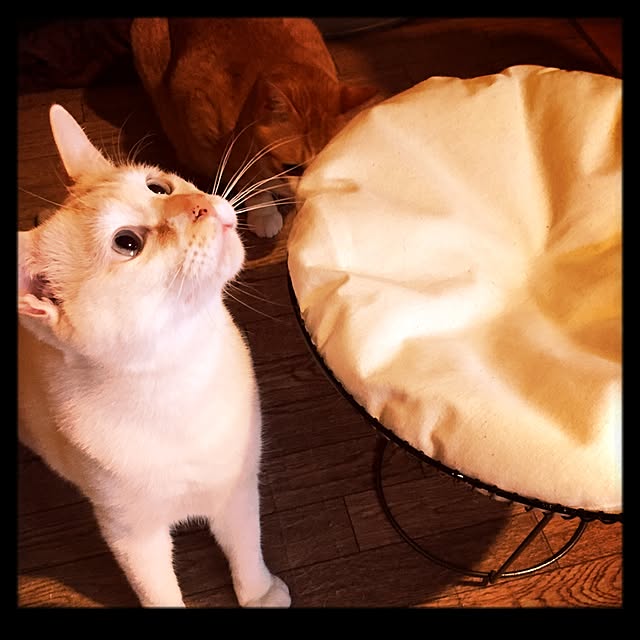 comiruxxxxさんの実例写真