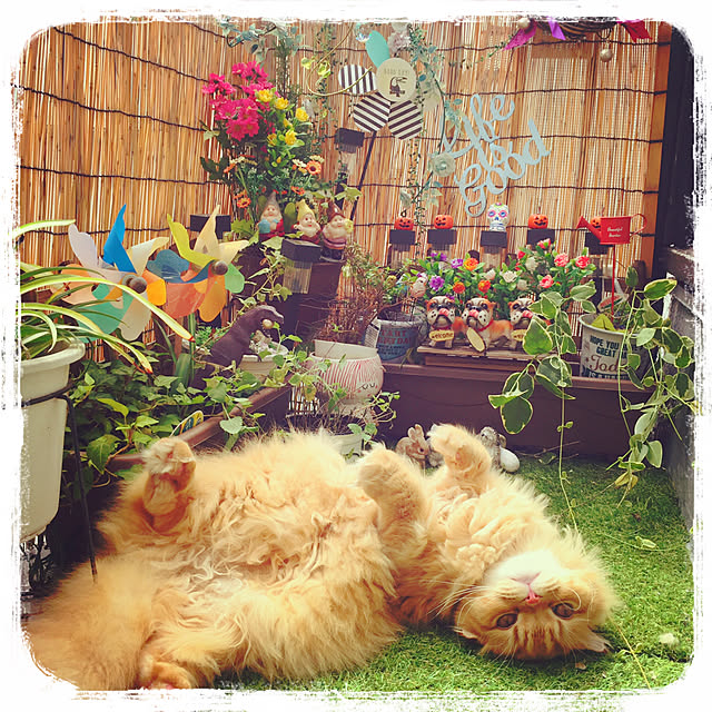 minaさんの実例写真