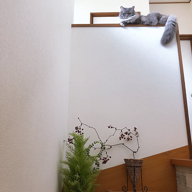 mii-tanさんの実例写真