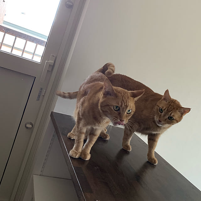mikeume7さんの実例写真