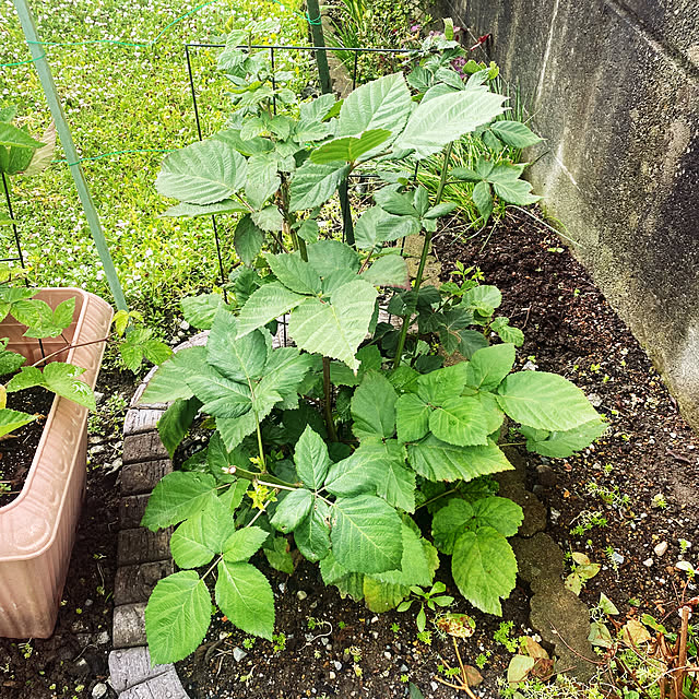 kojirotanさんの部屋