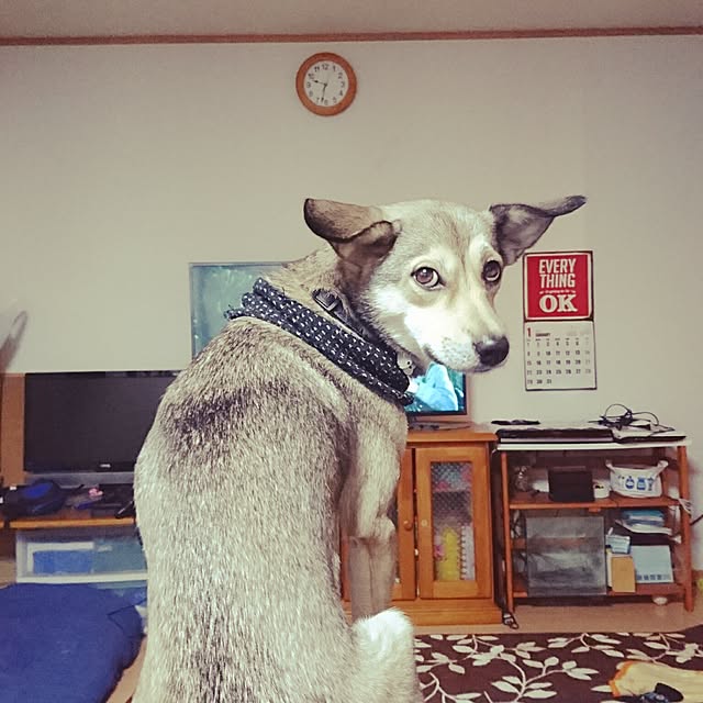 andさんの実例写真