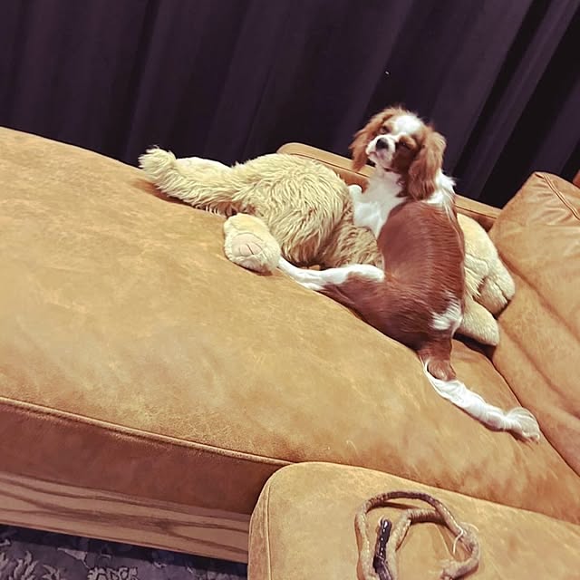 Fantaさんの実例写真