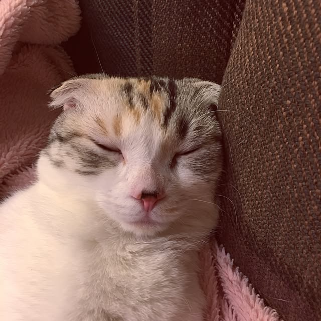 yokkochanさんの実例写真