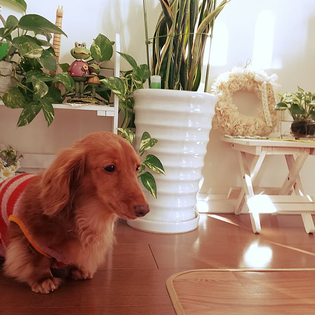 sumireさんの実例写真