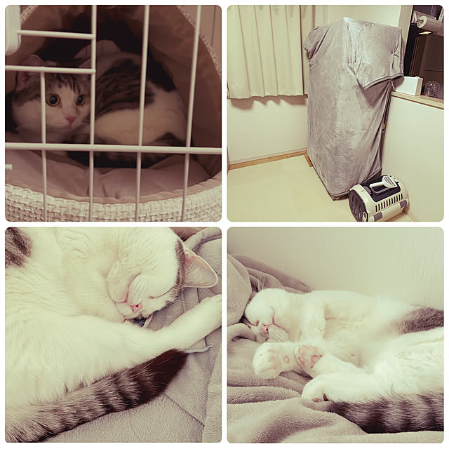 wakannaさんの実例写真