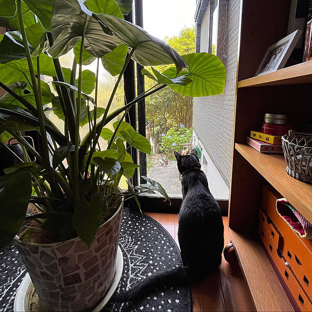 jijiさんの実例写真