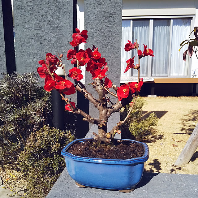 rohiさんの実例写真