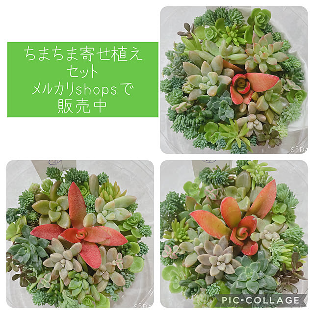 机/多肉植物/多肉植物寄せ植え/机ではありません/多肉植物のある暮らし...などのインテリア実例 - 2023-11-10 11:25:10