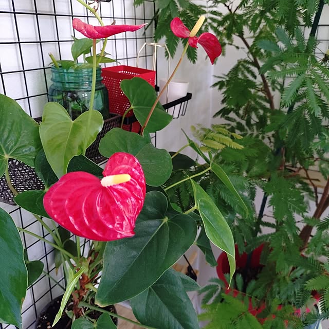 urchinさんの部屋