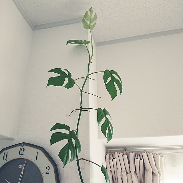 hopkeiさんの実例写真