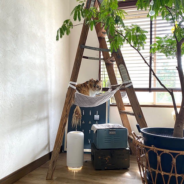 リビング/三毛猫/キャットタワー/エバーフレッシュ/古い家...などのインテリア実例 - 2024-09-21 10:09:22
