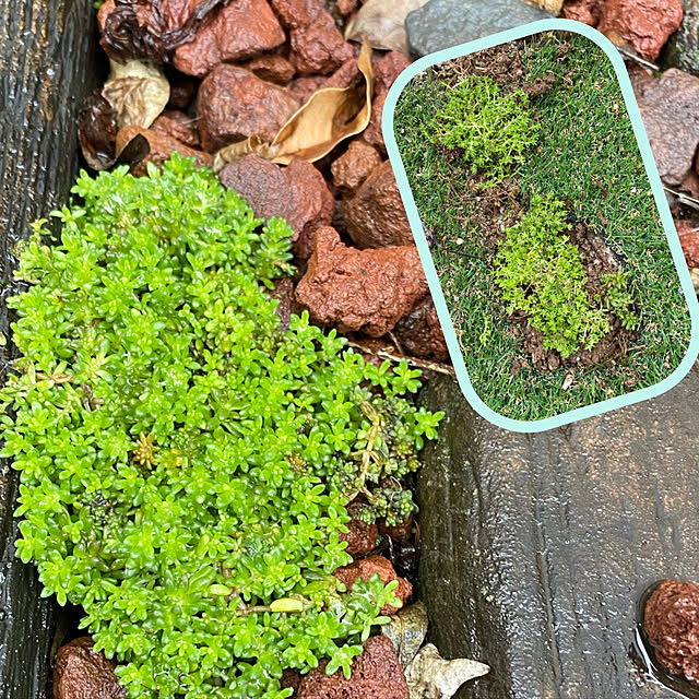 moainanoさんの実例写真