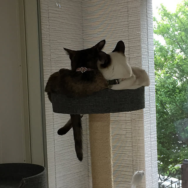 Chiharuさんの実例写真