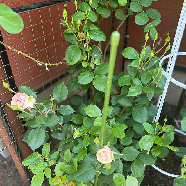 RoseLife5818さんの部屋