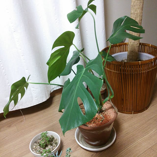 pyonkoさんの実例写真