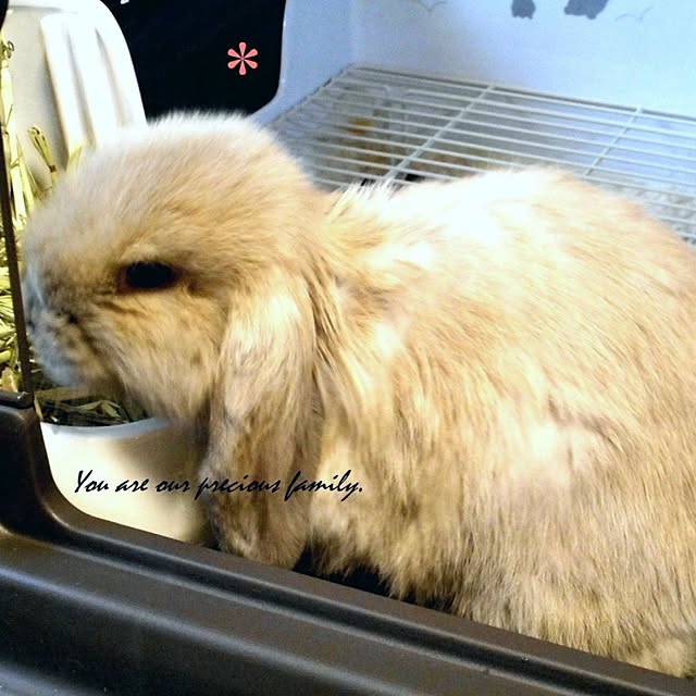 wa-ga-yaさんの実例写真