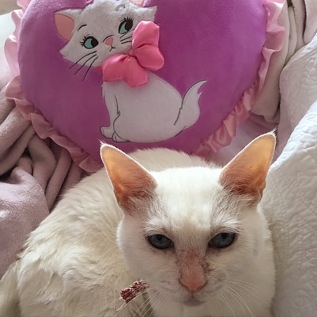 sakuraさんの実例写真