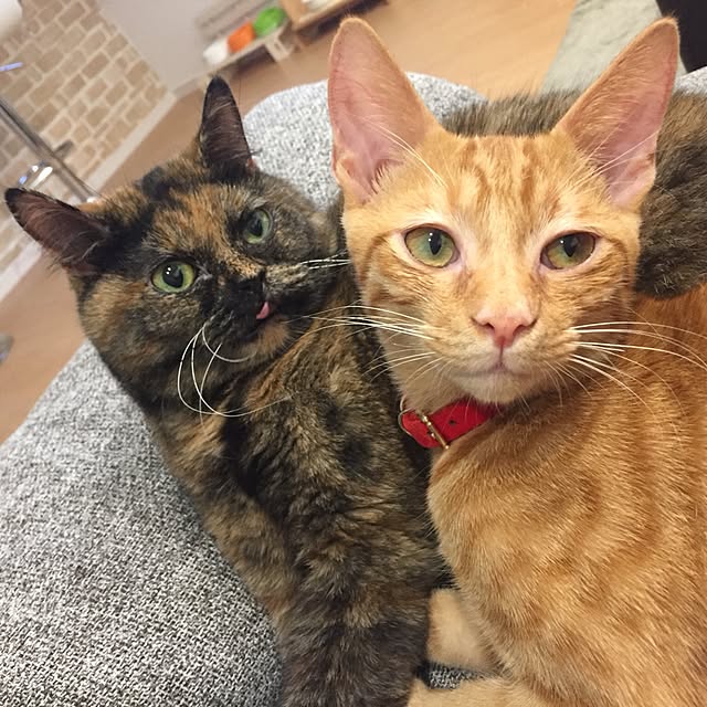 yufullfullさんの実例写真