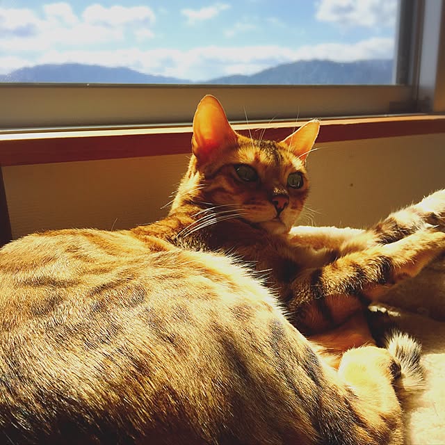 NOHANAさんの実例写真