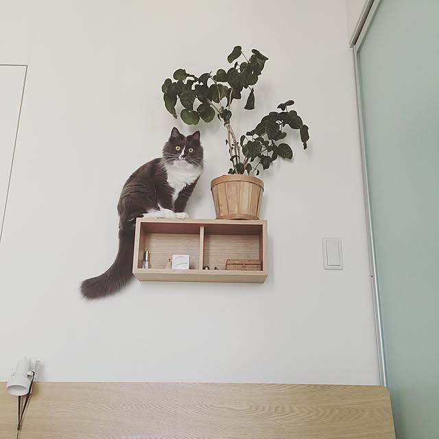 mangomilkさんの実例写真
