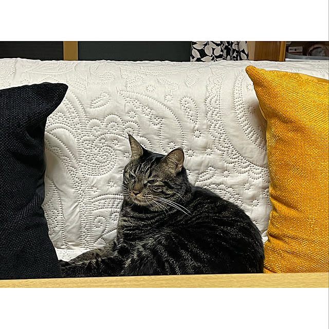 momocchiさんの実例写真