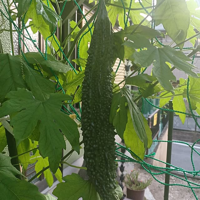 tuushiさんの実例写真