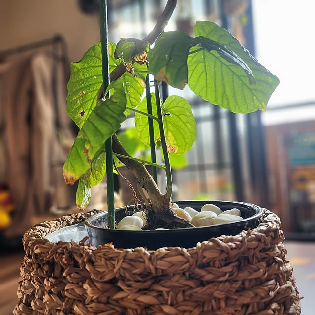 CYNOSさんの部屋