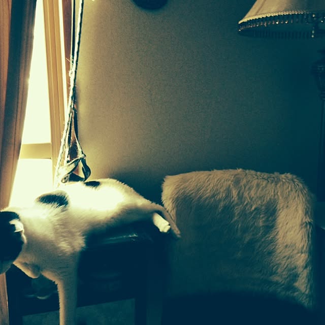 furararaさんの実例写真