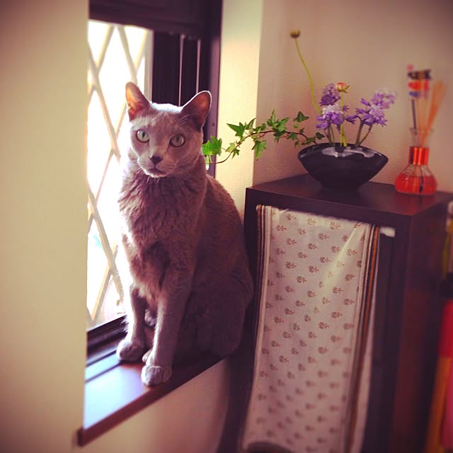 poiさんの実例写真