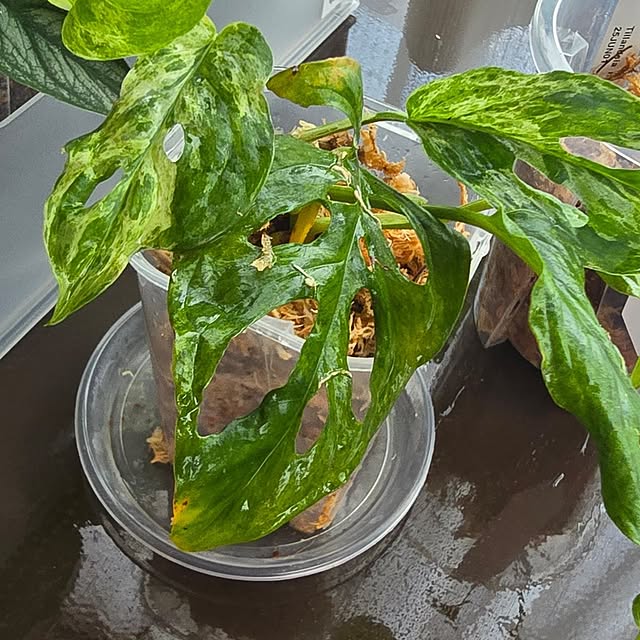 whiskerbloomさんの部屋