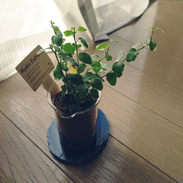 kanoさんの実例写真