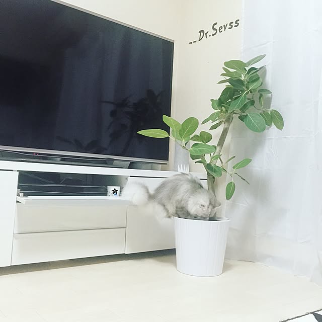 cocoさんの実例写真