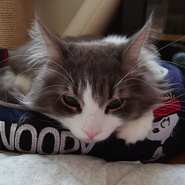 shinobuさんの実例写真