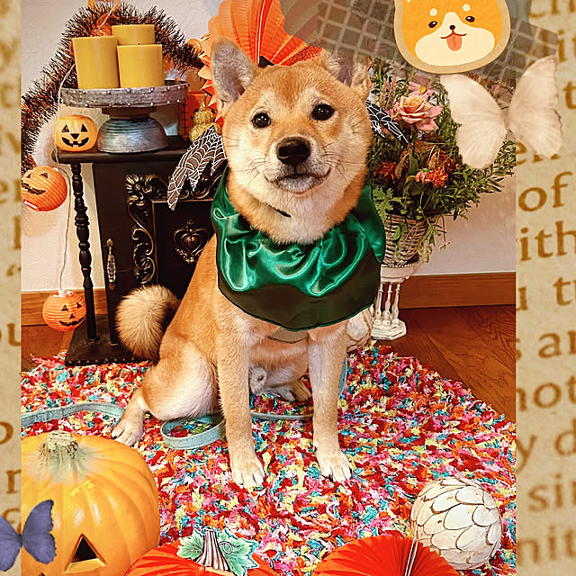 ankoさんの実例写真