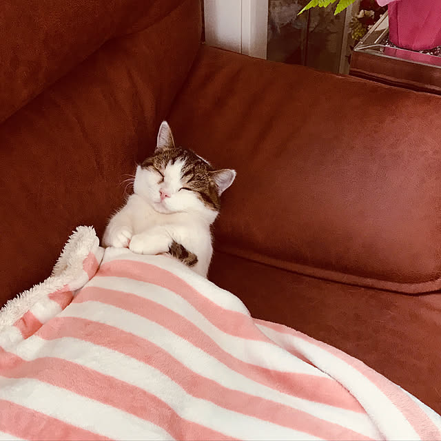 夢の中へ/マロンちゃん/仲良くしてくれて有難う♪/マンチカン短足♡/猫のいる暮らし...などのインテリア実例 - 2019-06-08 15:09:45