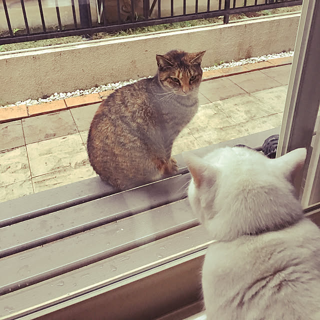 tekokaasanさんの実例写真