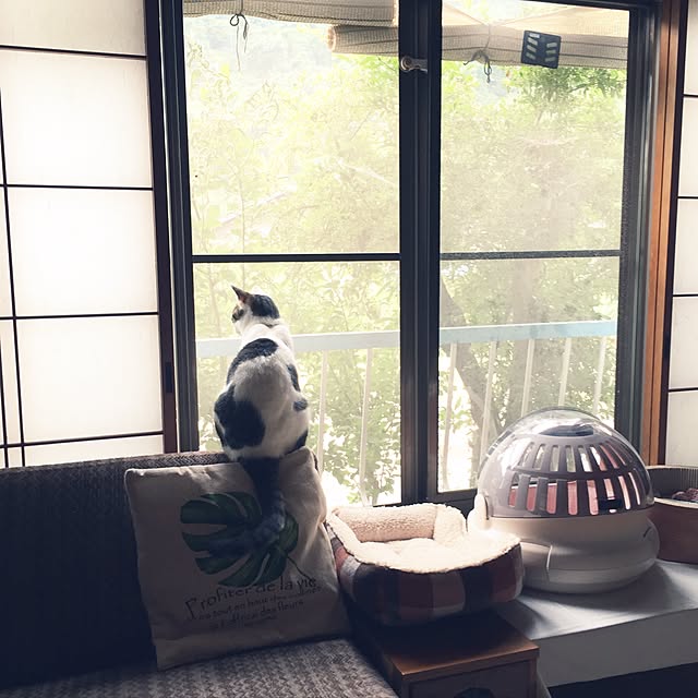 yocchiさんの実例写真