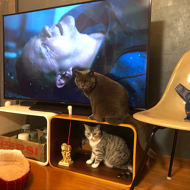 Shojiさんの実例写真