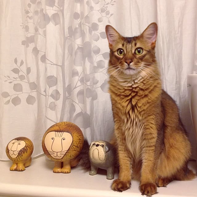 shihoさんの実例写真