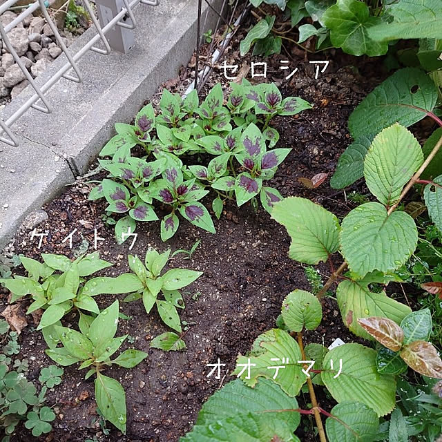 mofukoさんの実例写真