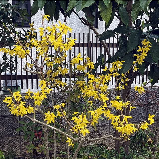 ku-garnet18さんの実例写真