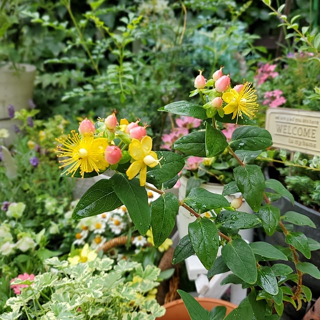 Blancheさんの部屋