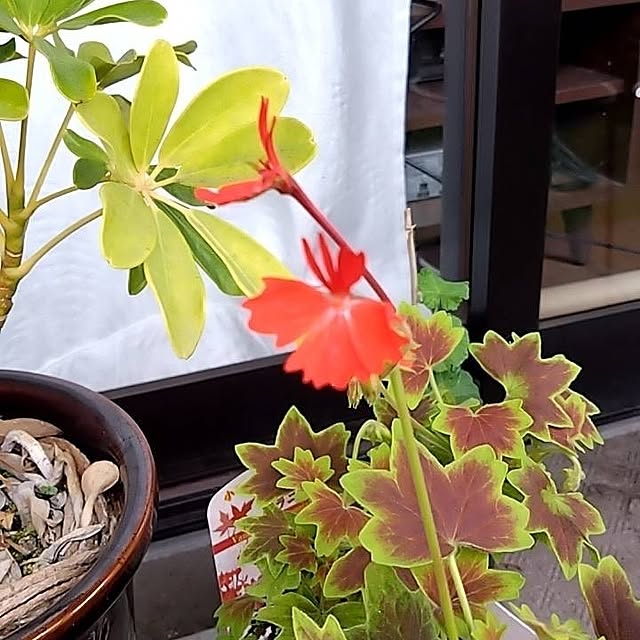 kakkaさんの実例写真