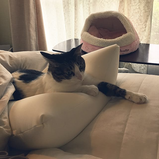 Shihoさんの実例写真