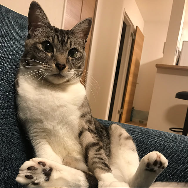 muuさんの実例写真