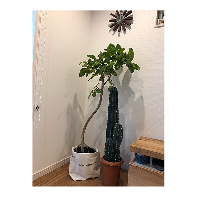 haruさんの実例写真