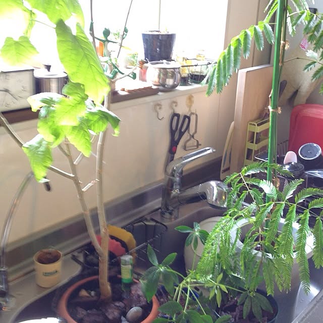 botanさんの実例写真